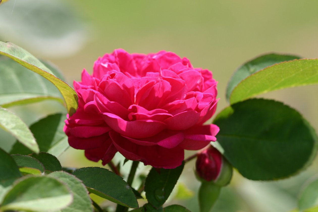 Garsington David Austin Rose, 2009 de Sarah OToole