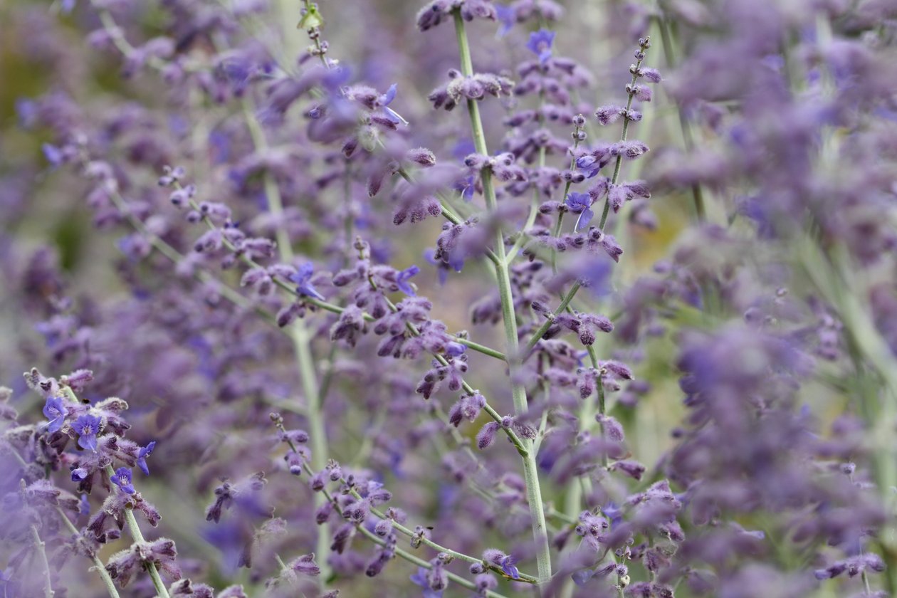 Garsington Lavendula, 2009 de Sarah OToole