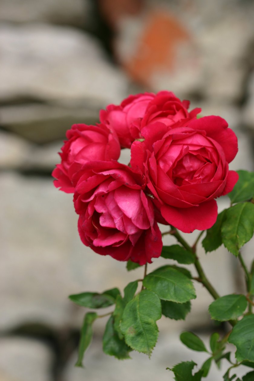 Garsington Rose, 2009 de Sarah OToole