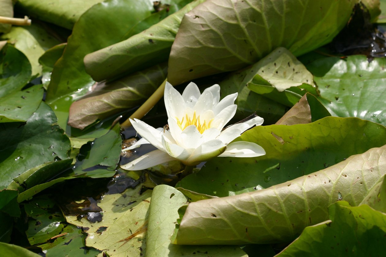 Garsington Waterlily, 2009 de Sarah OToole