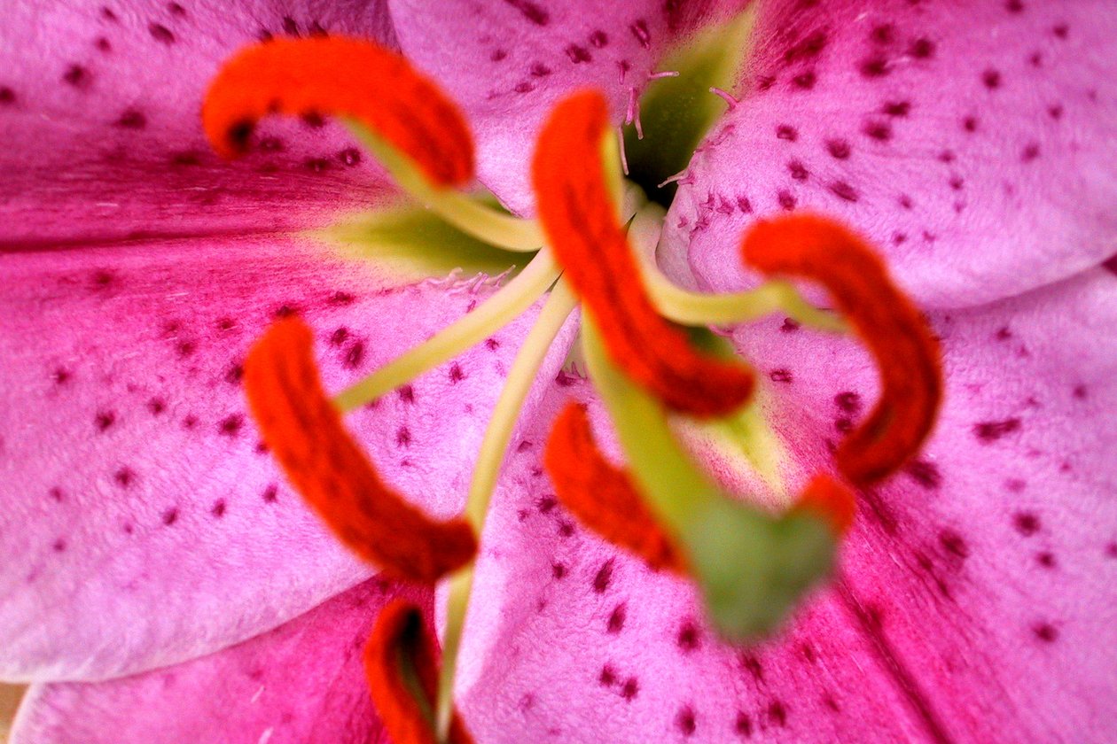 Aroma Rosa de Sarah OToole