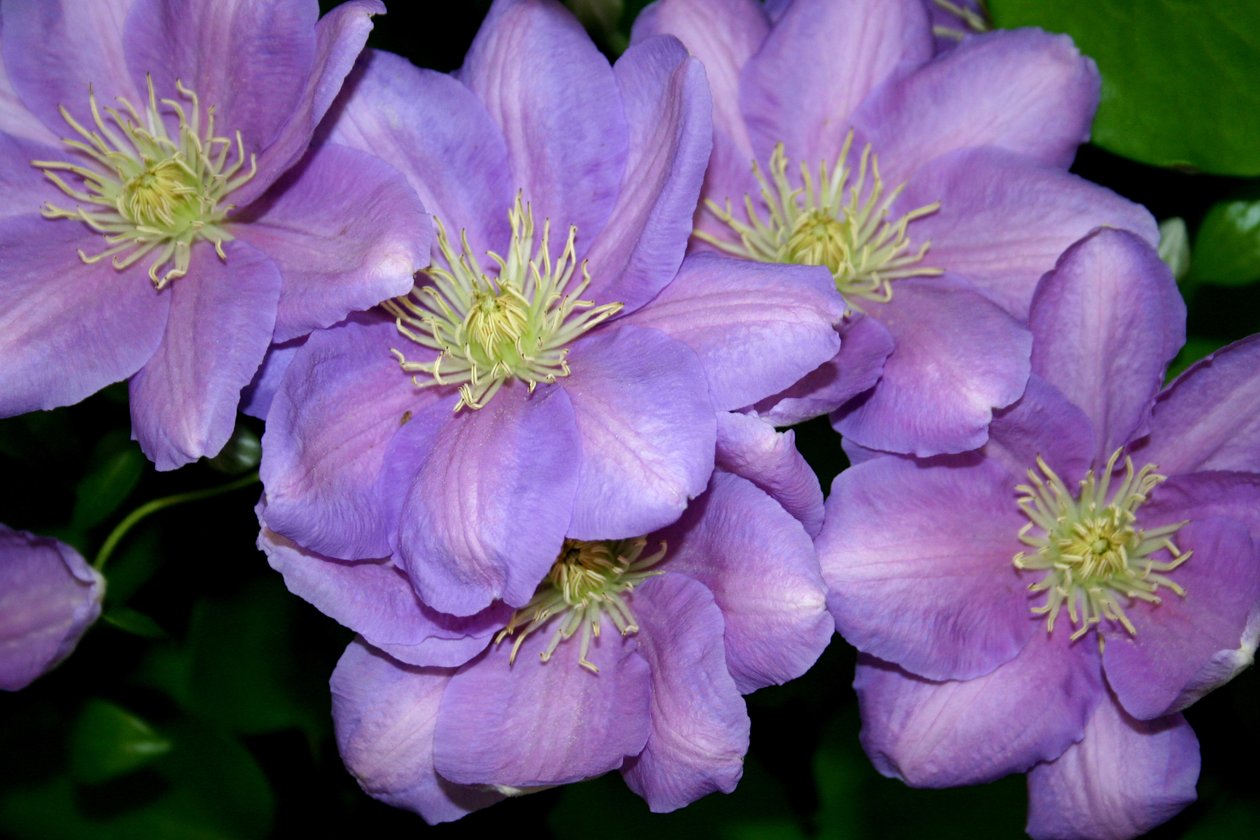 The Clematis Gang de Sarah OToole