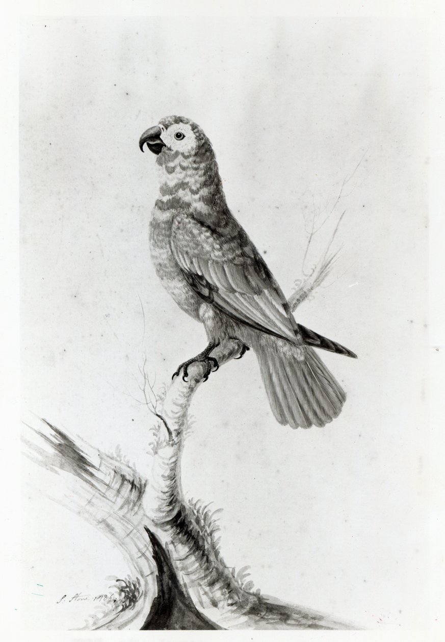 Um papagaio, 1786 de Sarah Stone