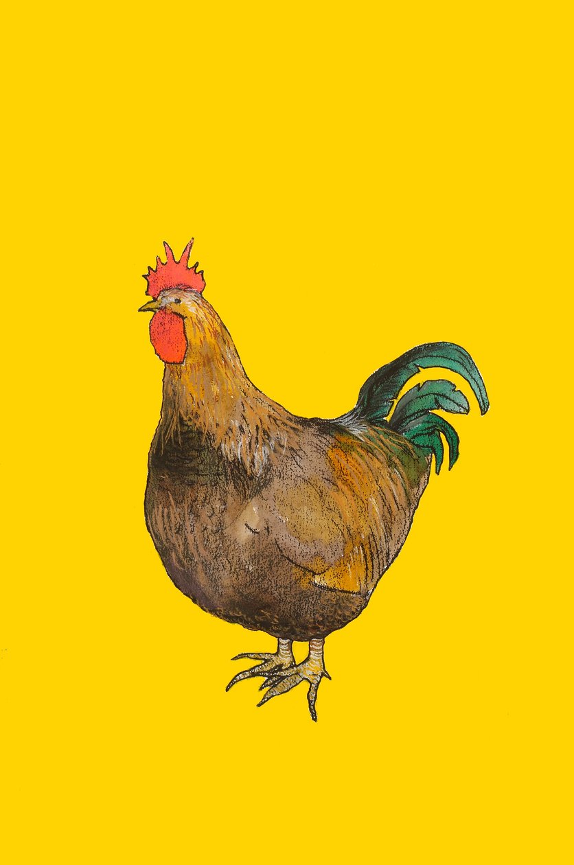 Cock, 2008 (wc e conte crayon no papel) de Sarah Thompson Engels