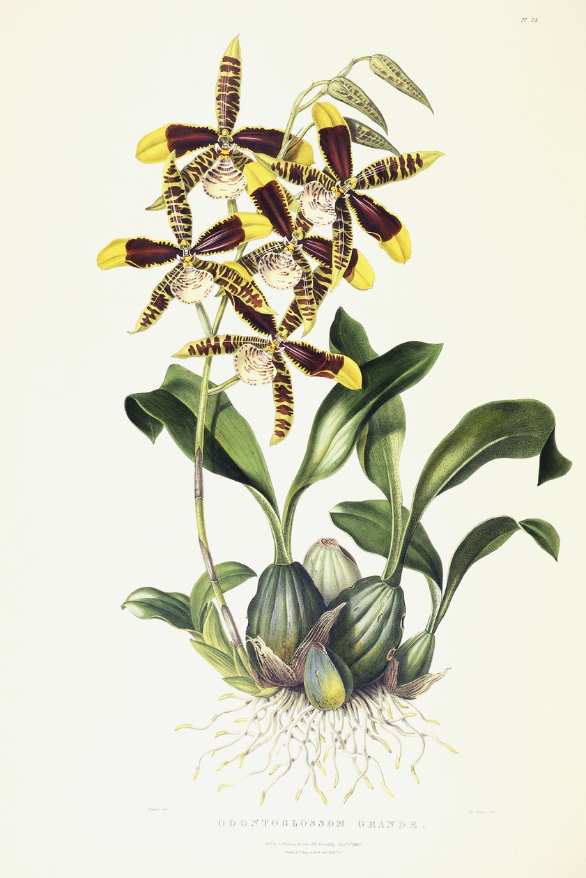 Odontoglossom Grande, c.1837-1843 de Miss Drake
