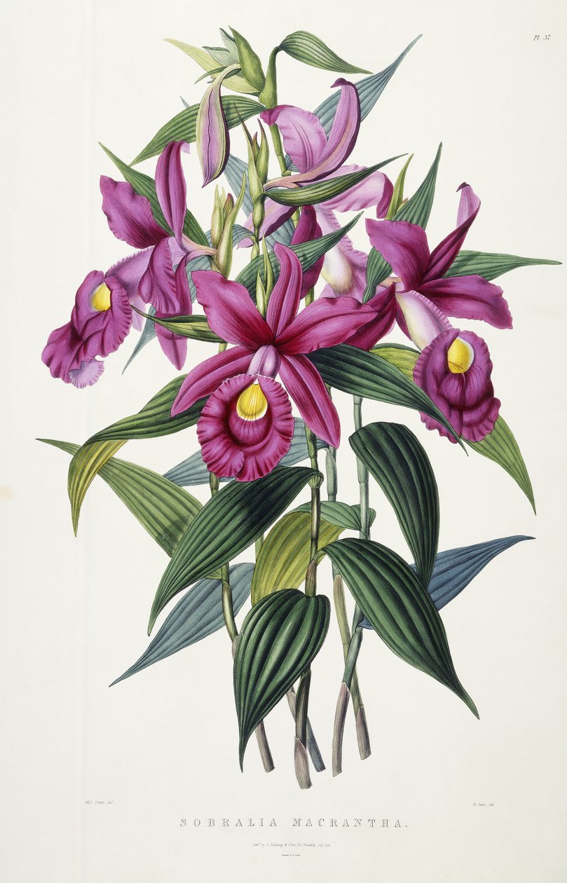 Sobralia Macrantha, c.1837-43 de Miss Drake