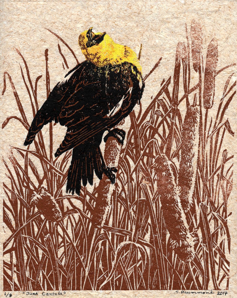 Cantata de taboa, 2017 (xilogravura) de Sarah Drummond