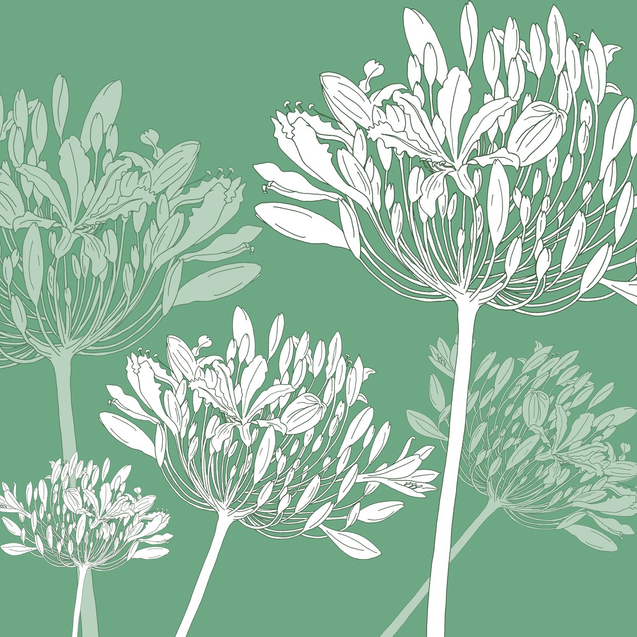 Agapanthus breeze, 2005 (digital) de Sarah Hough