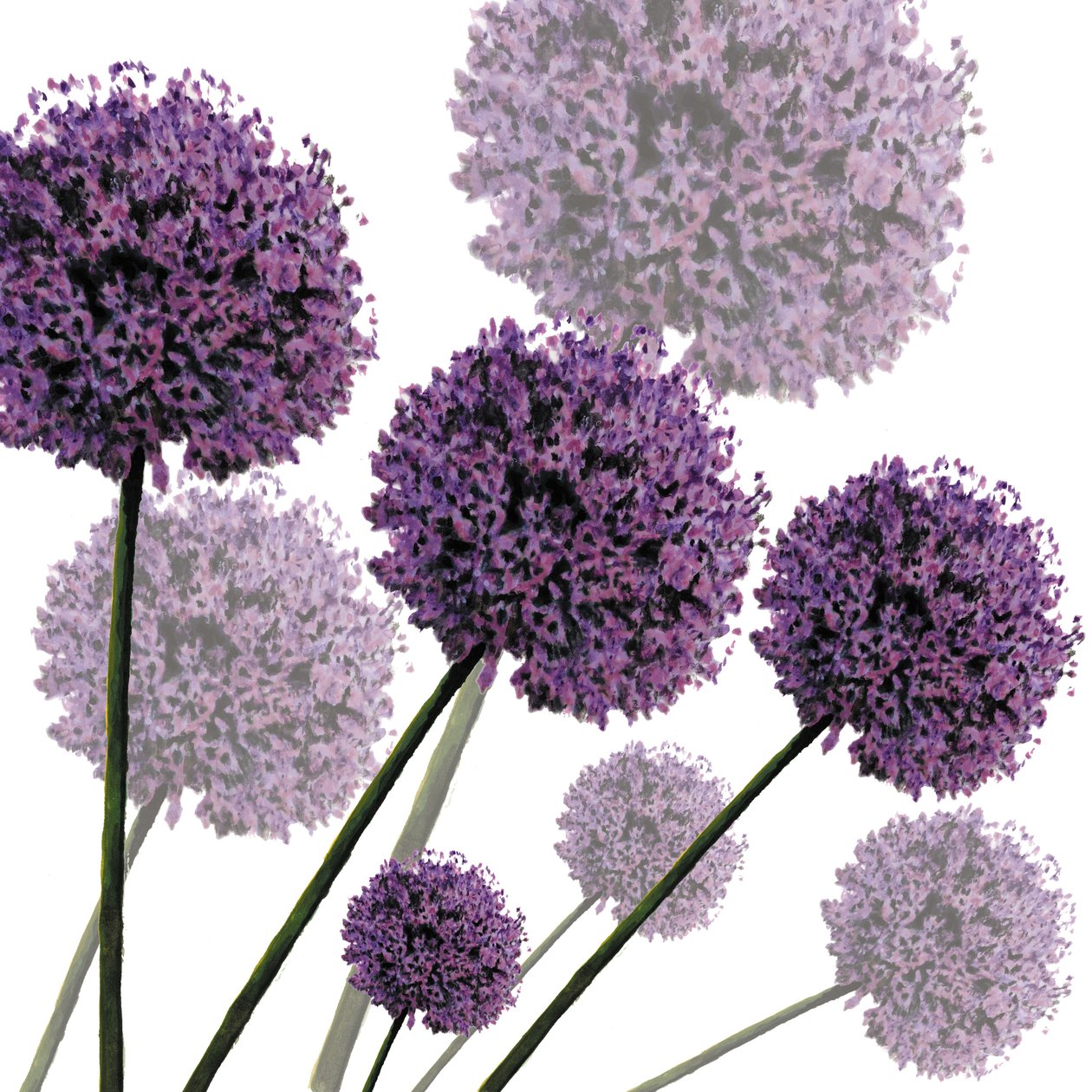 Allium Fernandez, 2004 (digital) de Sarah Hough