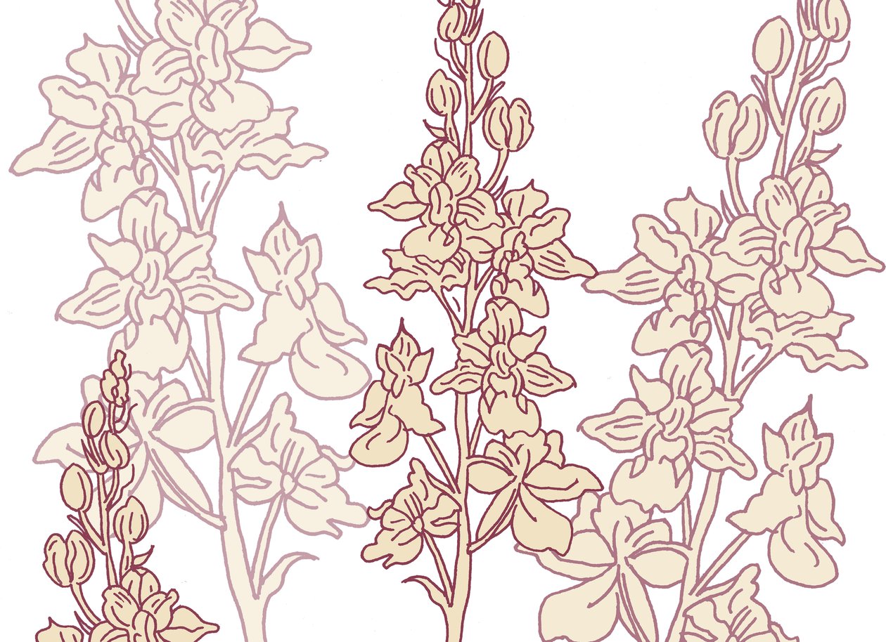 Orquídea, 2017 de Sarah Hough