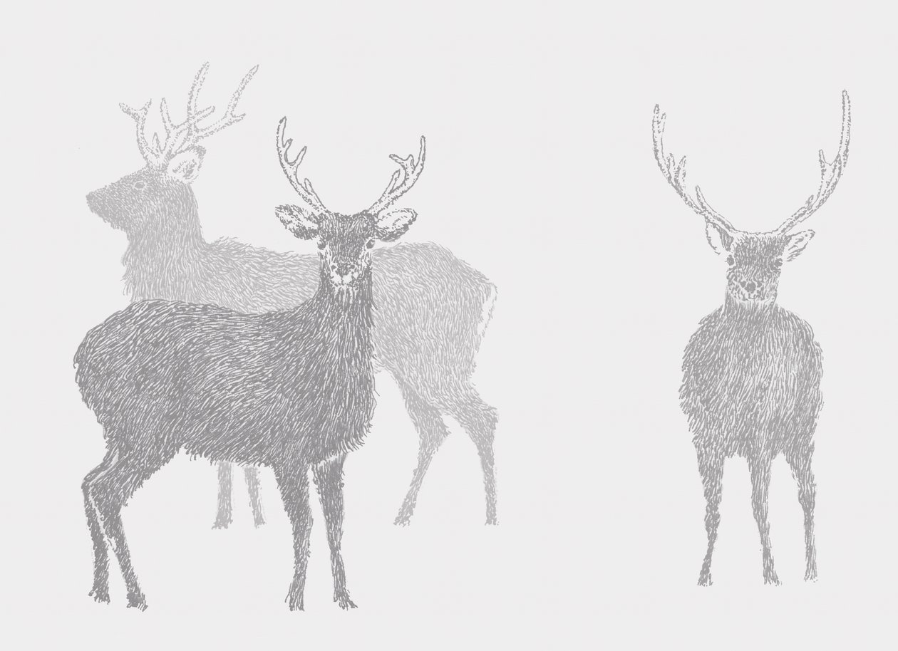 Sika Deer, 2017 de Sarah Hough