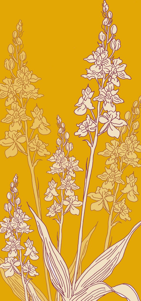 Orquídea Aranha, 2017 de Sarah Hough