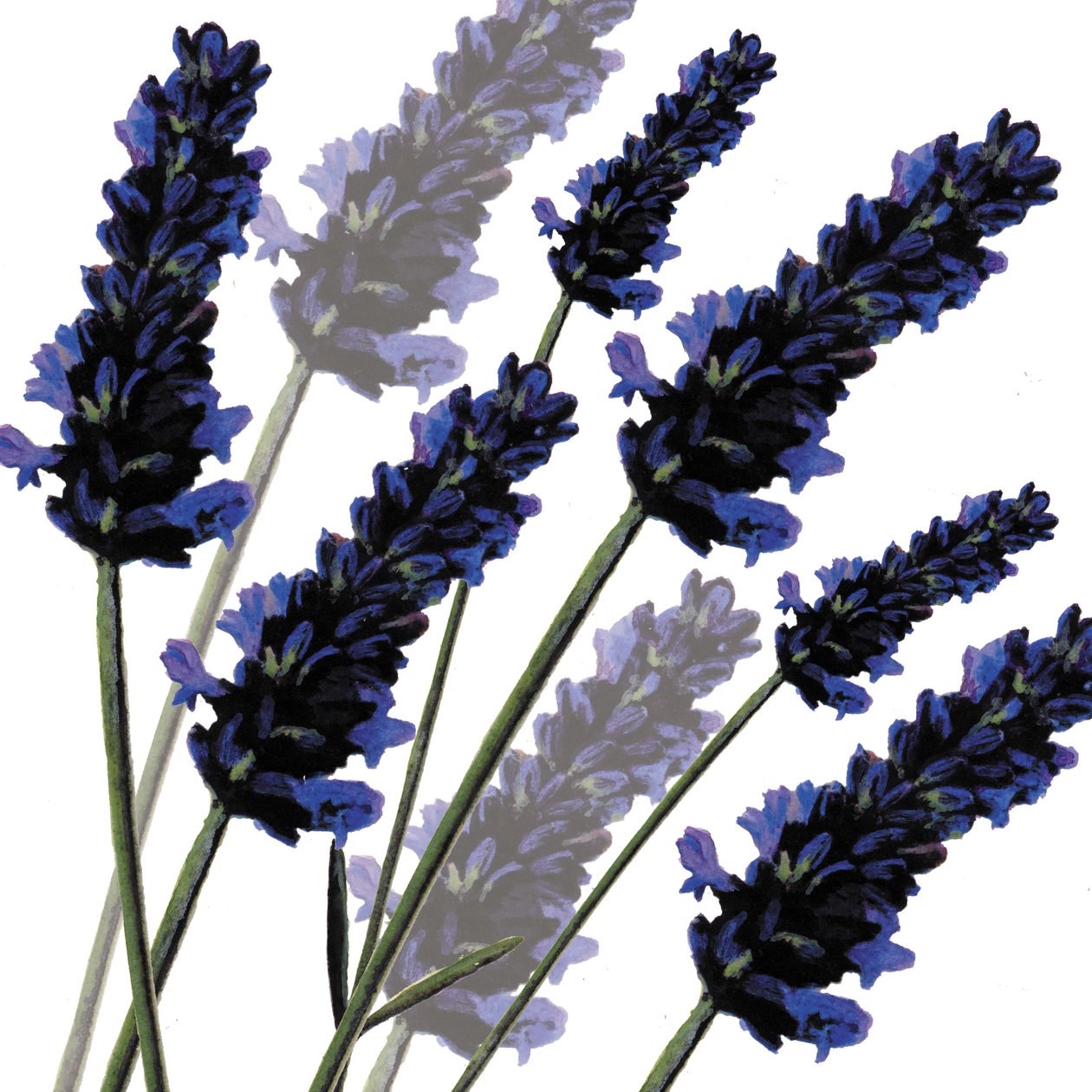 Sweet Lavender, 2004 (digital) de Sarah Hough