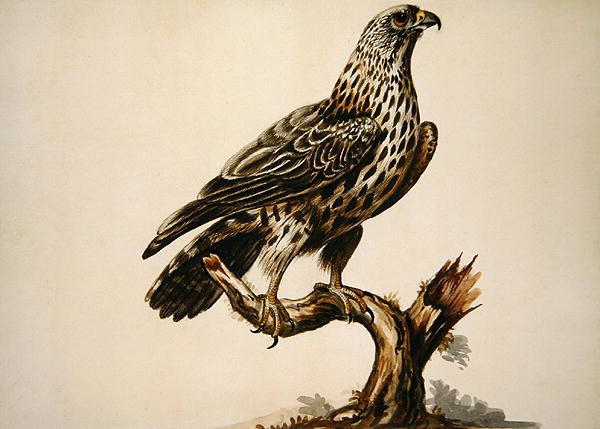Um Buzzard (aguarela sobre papel) de Sarah Stone