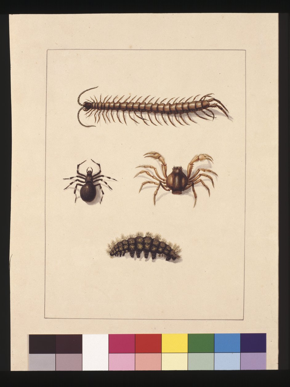 Página 11. Insectos de Nova Gales do Sul. Agora conhecido como Centopeia Comum, gênero Aranha Isopeda, Caranguejo Soldado, Lagarta, c.1789-90 (aquarela) de Sarah Stone