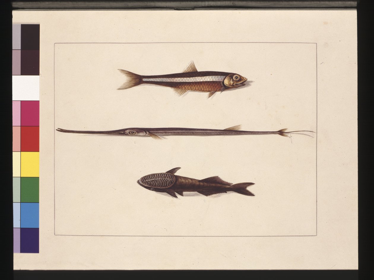 Página 13. Atherine, Tabacco, Peixe Cachimbo, Peixe Remora. Agora conhecido como Biqueirão, Boca de Flauta e Peixe Chupador, c.1789-90 (aquarela) de Sarah Stone