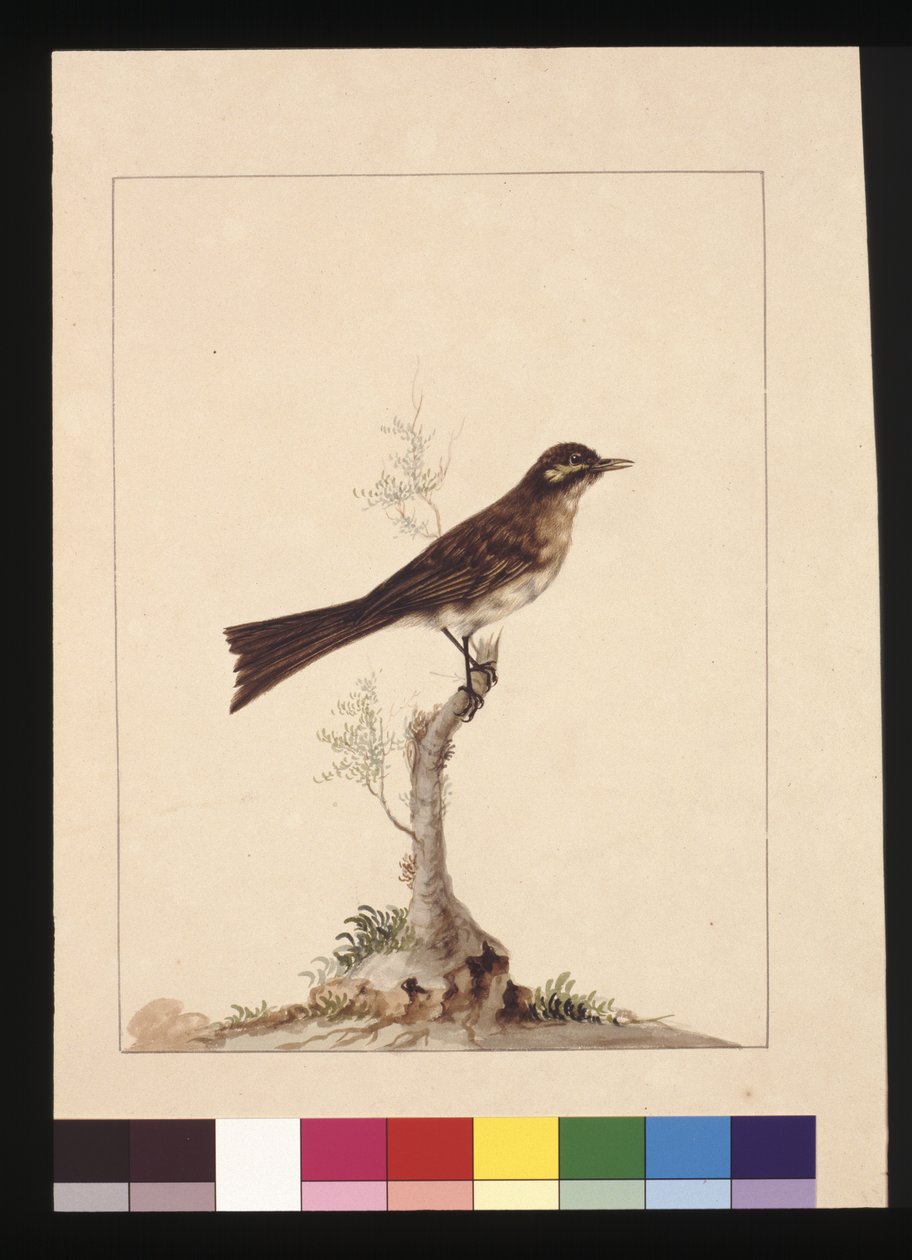 Página 14. Apanhador de moscas de orelha amarela. Agora conhecido como Apanhador de Mel de Cara Amarela, c.1789-90 (aguarela) de Sarah Stone