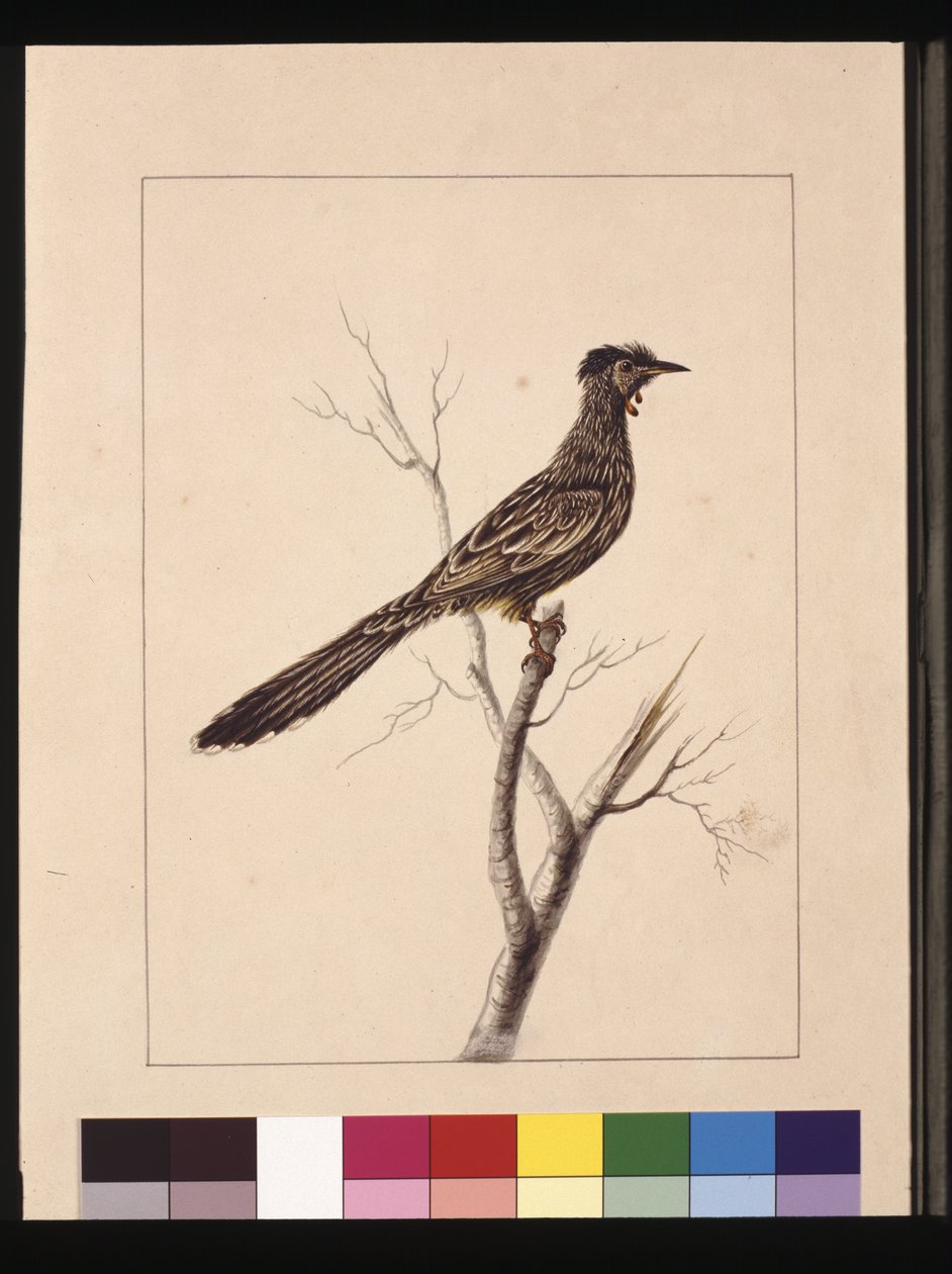Página 17. Comedor de Abelhas Wattled. Agora conhecido como uma ave de aquário vermelha, c.1789-90 (aguarela). de Sarah Stone