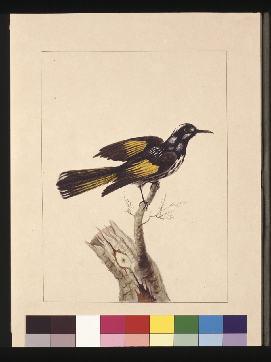Página 19. New Holland Creeper. Agora conhecido como New Holland honeyeater, c.1789-90 (aguarela) de Sarah Stone