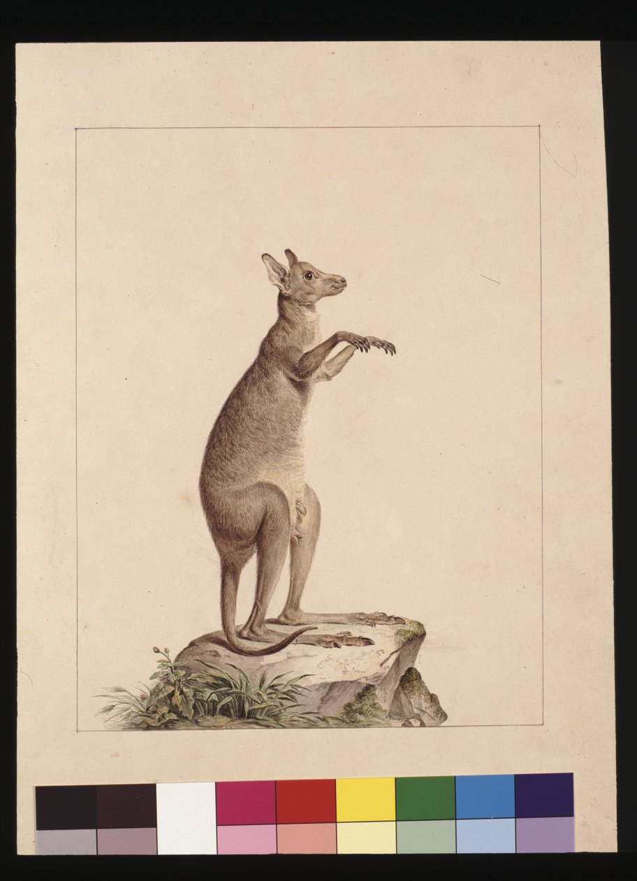 Página 22. Um canguru. Agora conhecido como um canguru. Possivelmente por Charles Catton Junr, c.1789-90 (aquarela). de Sarah Stone
