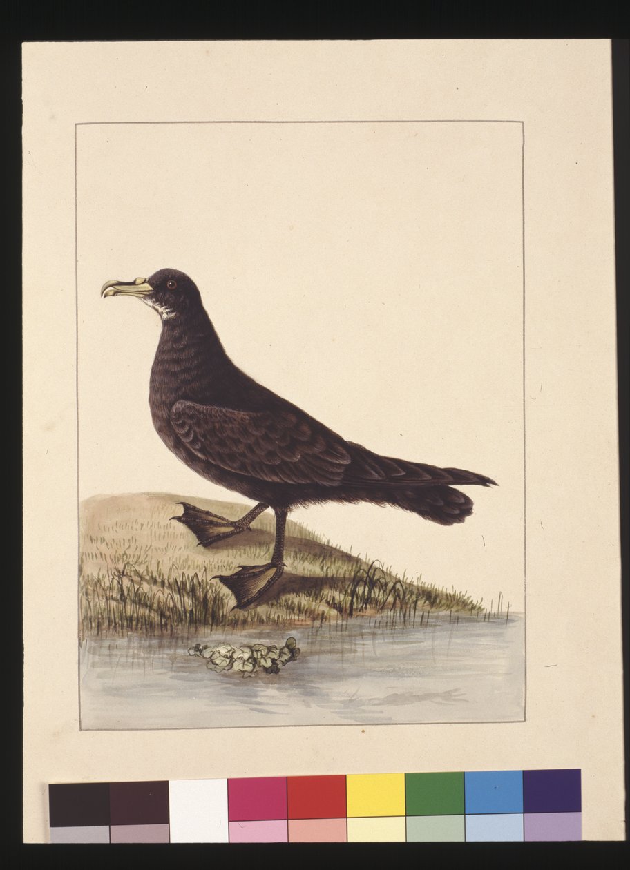Página 24. O Fuliginoso Peteril. Agora conhecido como um Petrel de cor branca, c.1789-90 (aguarela). de Sarah Stone