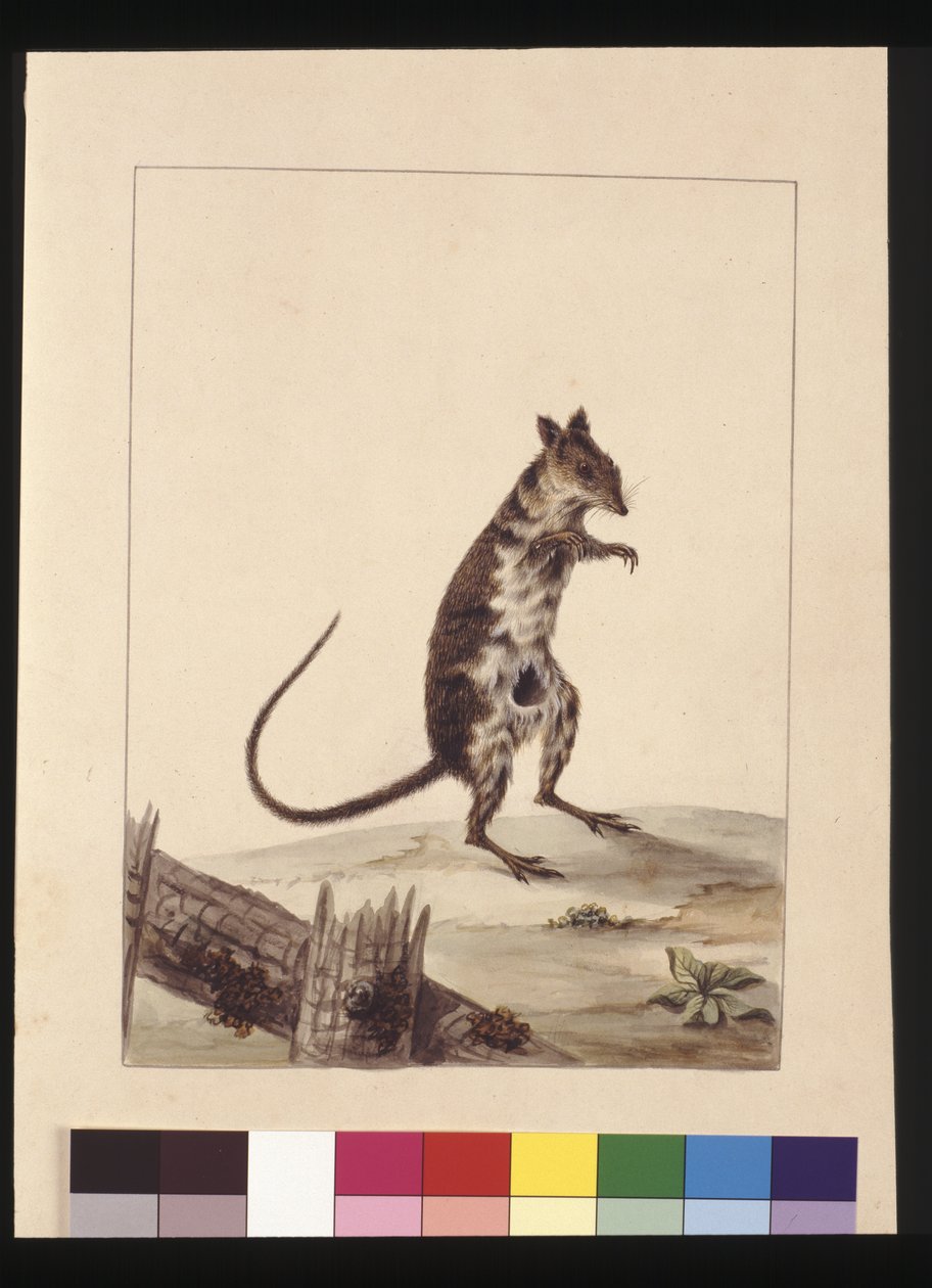 Página 27. Poto Roo ou Kangaroo Rat. Agora conhecido como Rato Rufo, canguru, c.1789-90 (aquarela) de Sarah Stone