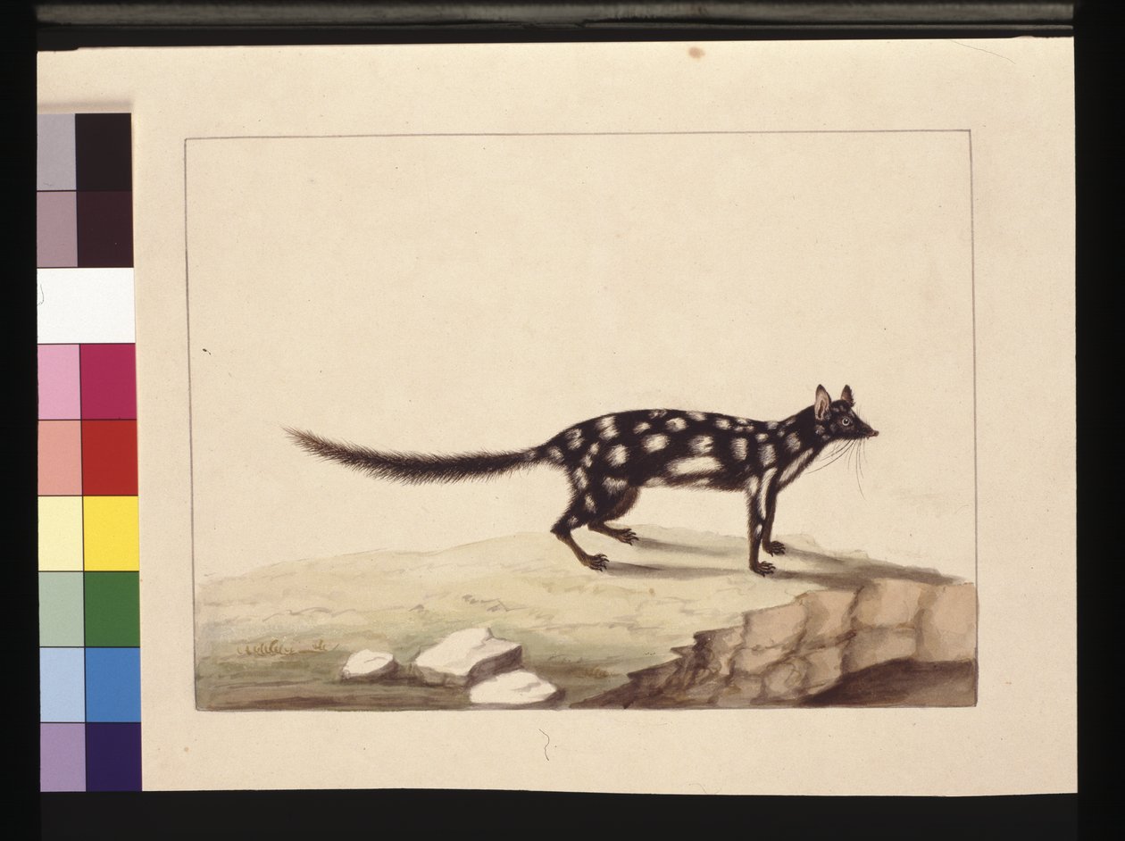 Página 28. Um Tapoa Tafa. Agora conhecido como um Dasyurus quoll. Parece ser uma cópia Sarah Stone de uma placa de Charles Catton Junr., c.1789-90 (aquarela). de Sarah Stone