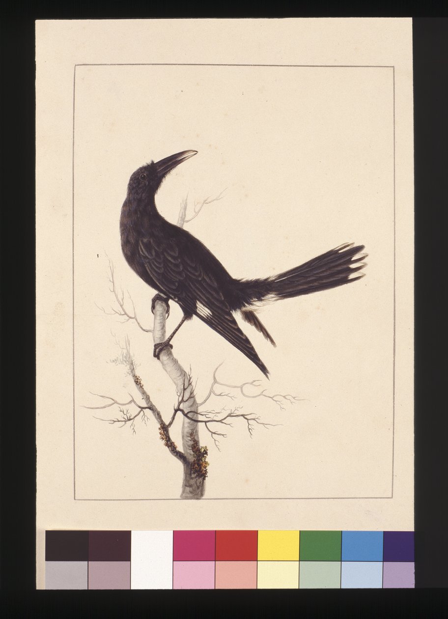 Página 30. Branco, Corvo Ventilado. Agora conhecido como Pied Currawong, c.1789-90 (aguarela) de Sarah Stone