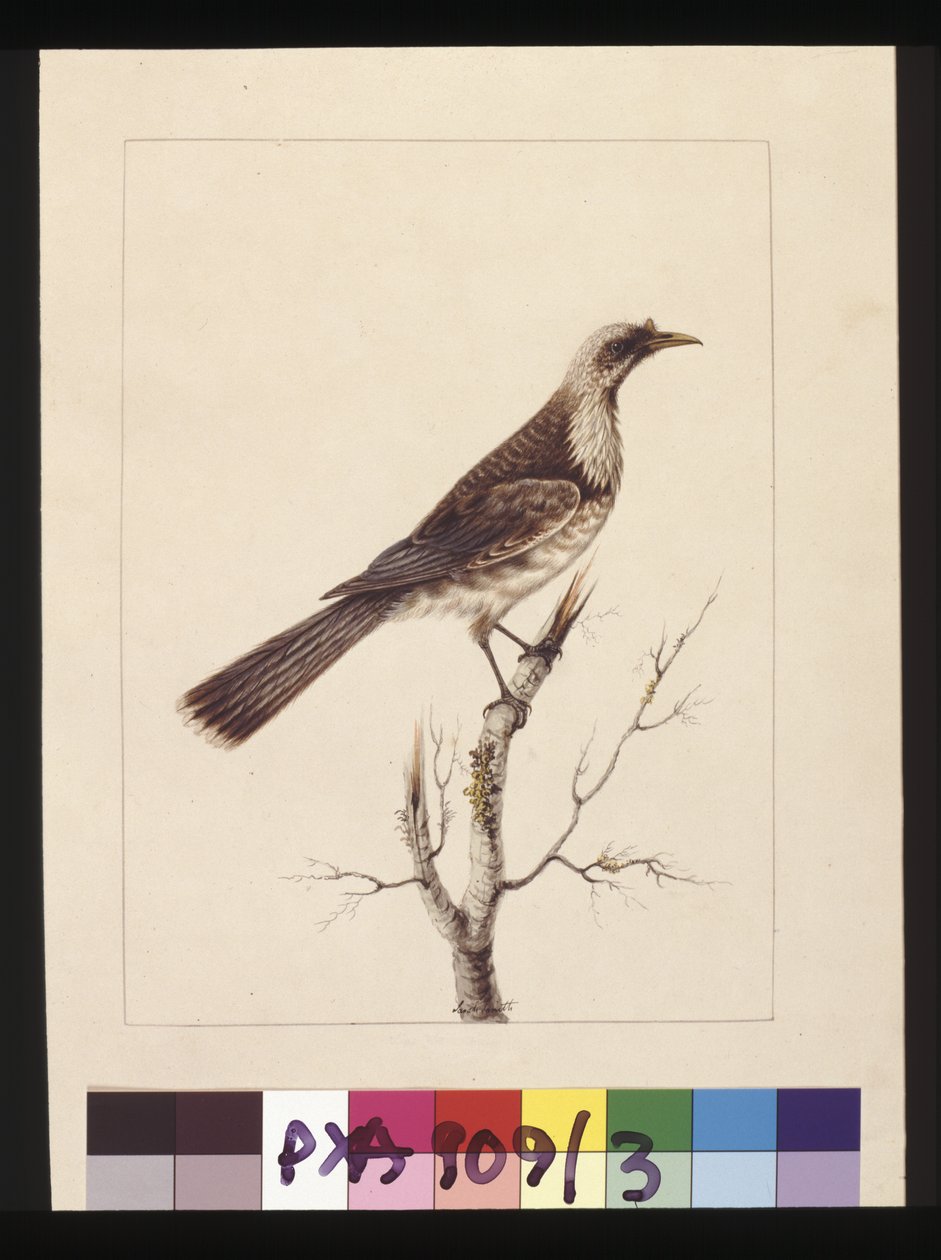 Página 3. Knob, Fronted Bee Eater: Assinado por L.C. Sarah Smith. Agora conhecida como ave frade, c.1789-90 (aguarela) de Sarah Stone