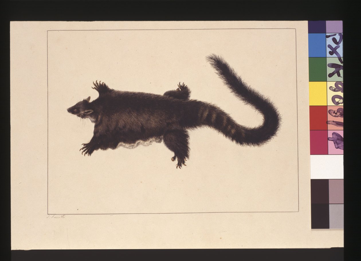 Página 4. Hepoona Roo: Assinado l.l. fora da linha da moldura S. Smith. Agora conhecido como um possum planador maior, c.1789-90 (aquarela) de Sarah Stone
