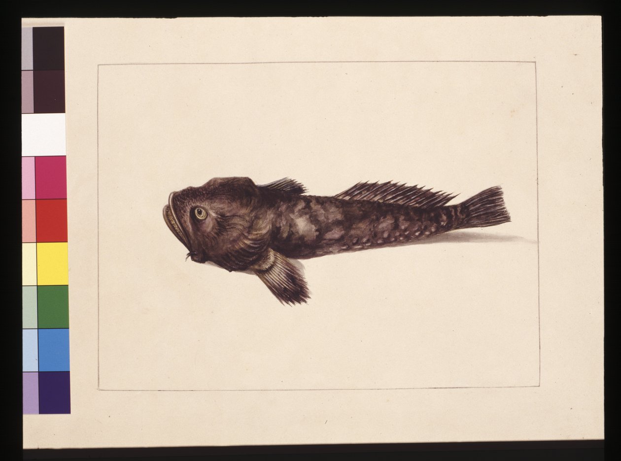 Página 8. O duvidoso Lophius. Agora conhecido como um Peixe Sapo, c.1789-90 (aguarela) de Sarah Stone
