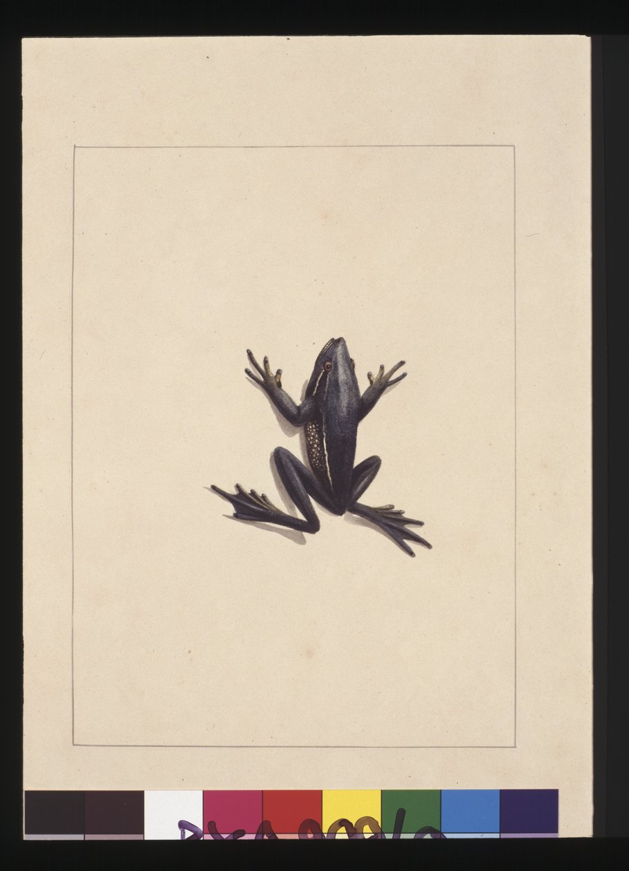 Página 9. Sapo Azul. Agora conhecido como Sapo Verde, c.1789-90 (aguarela) de Sarah Stone