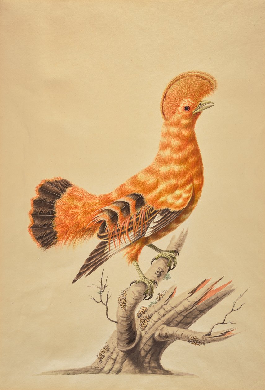 Rupicola Rupicola de Sarah Stone
