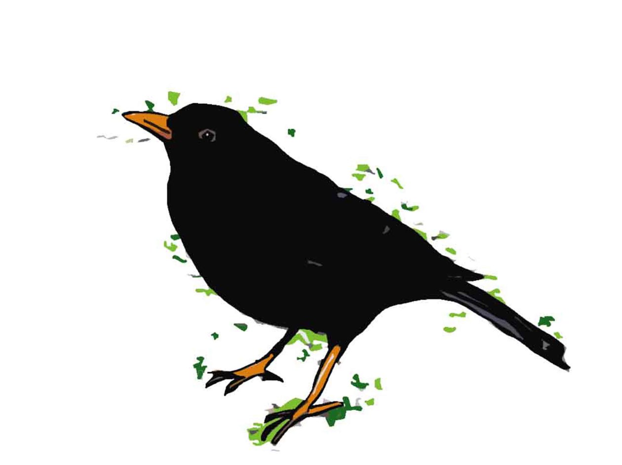 Blackbird,2018,(desenho digital) de Sarah Thompson Engels