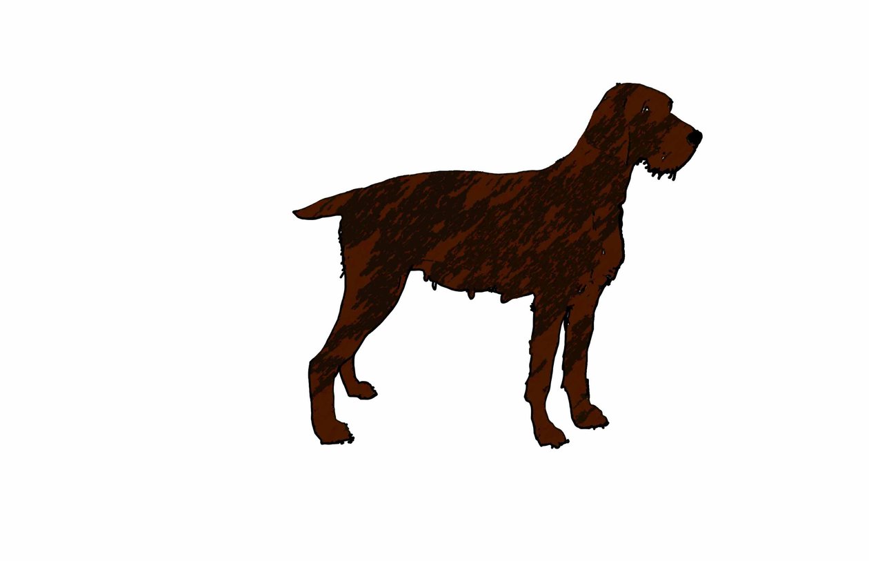 Cão,2018,(desenho digital) de Sarah Thompson Engels