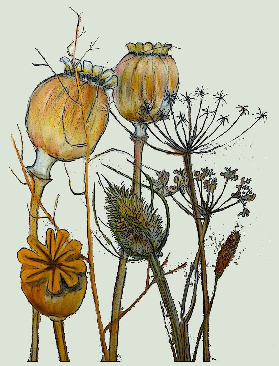 Cabeças de sementes secas,2019 (tinta monoprint) de Sarah Thompson Engels
