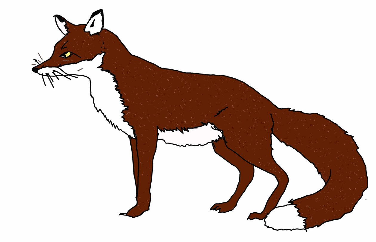 Fox,2018,(desenho digital) de Sarah Thompson Engels