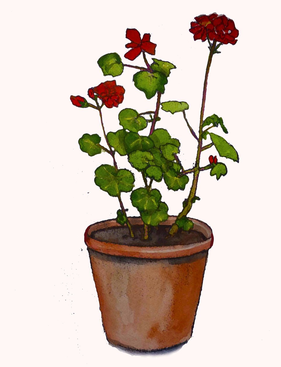 Gerânio num vaso,2019,(aquarela) de Sarah Thompson Engels