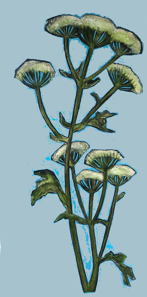 Hogweed 2020 (acrílico a bordo) de Sarah Thompson Engels
