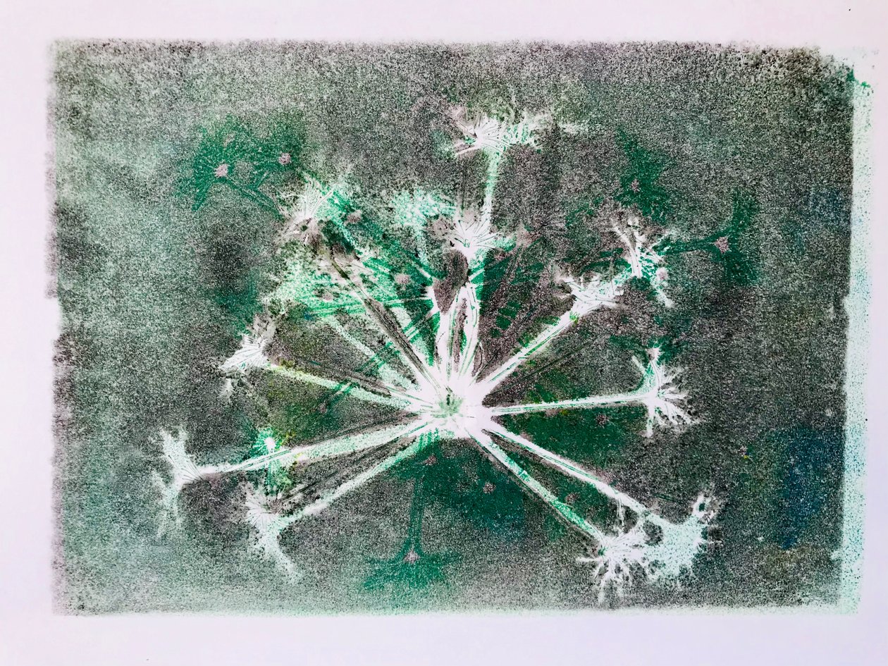 Seedhead I,2020,(monoprint) de Sarah Thompson Engels