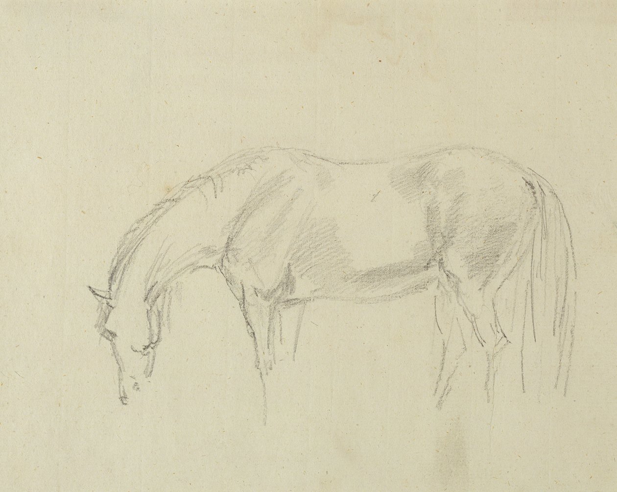 Um cavalo pastando (grafite no papel) de Sawrey Gilpin
