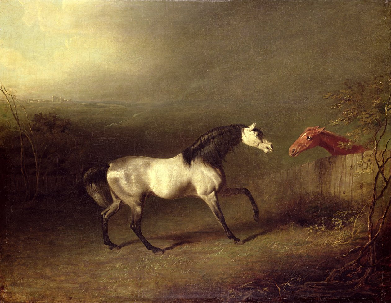 The Grey Arab de Sawrey Gilpin