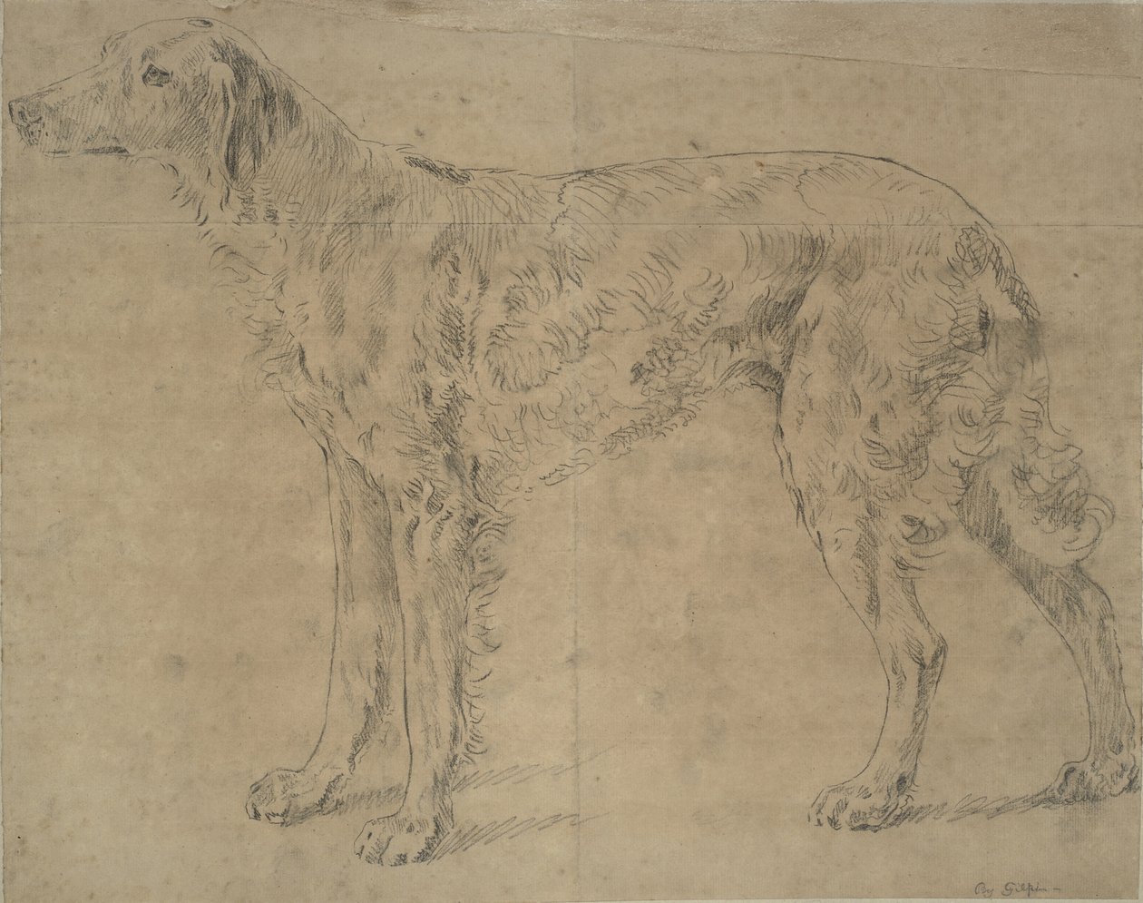 cão esportivo de Sawrey Gilpin