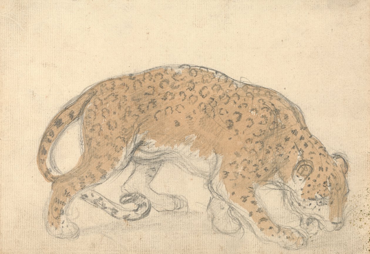 Estudo de um leopardo de Sawrey Gilpin
