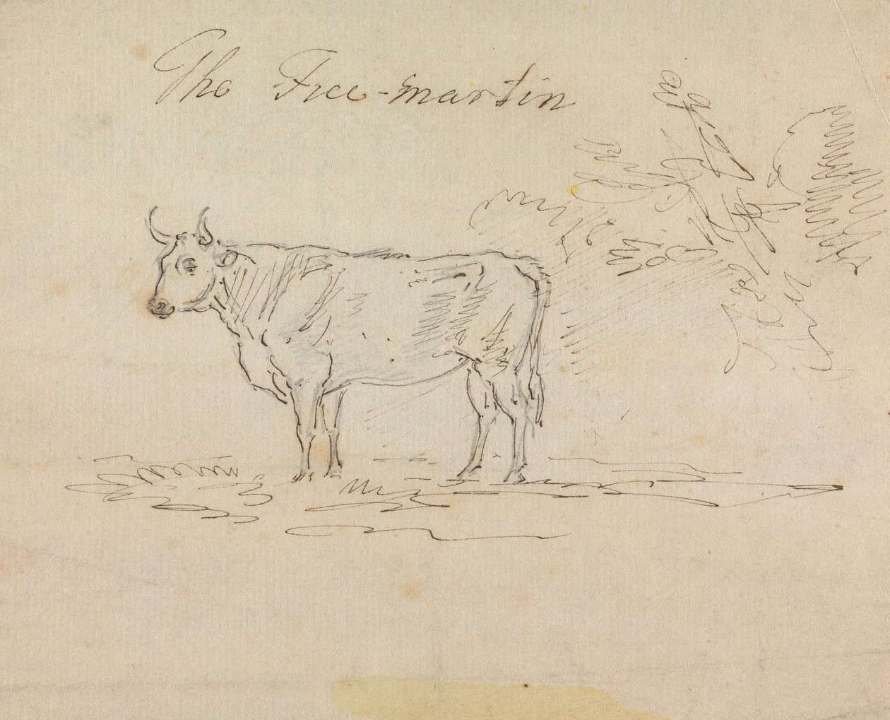 O Franco-Martin de Sawrey Gilpin