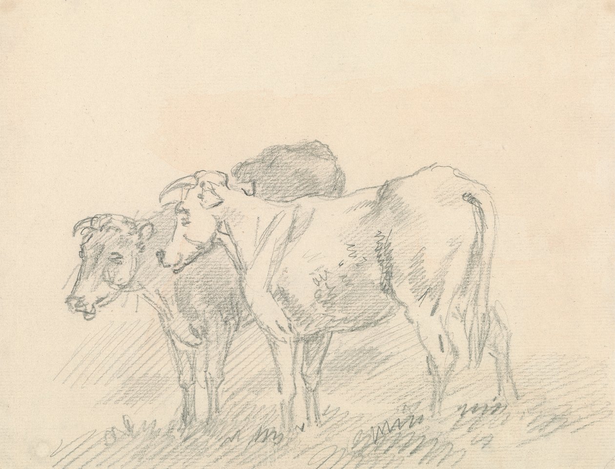 Duas Vacas de Sawrey Gilpin