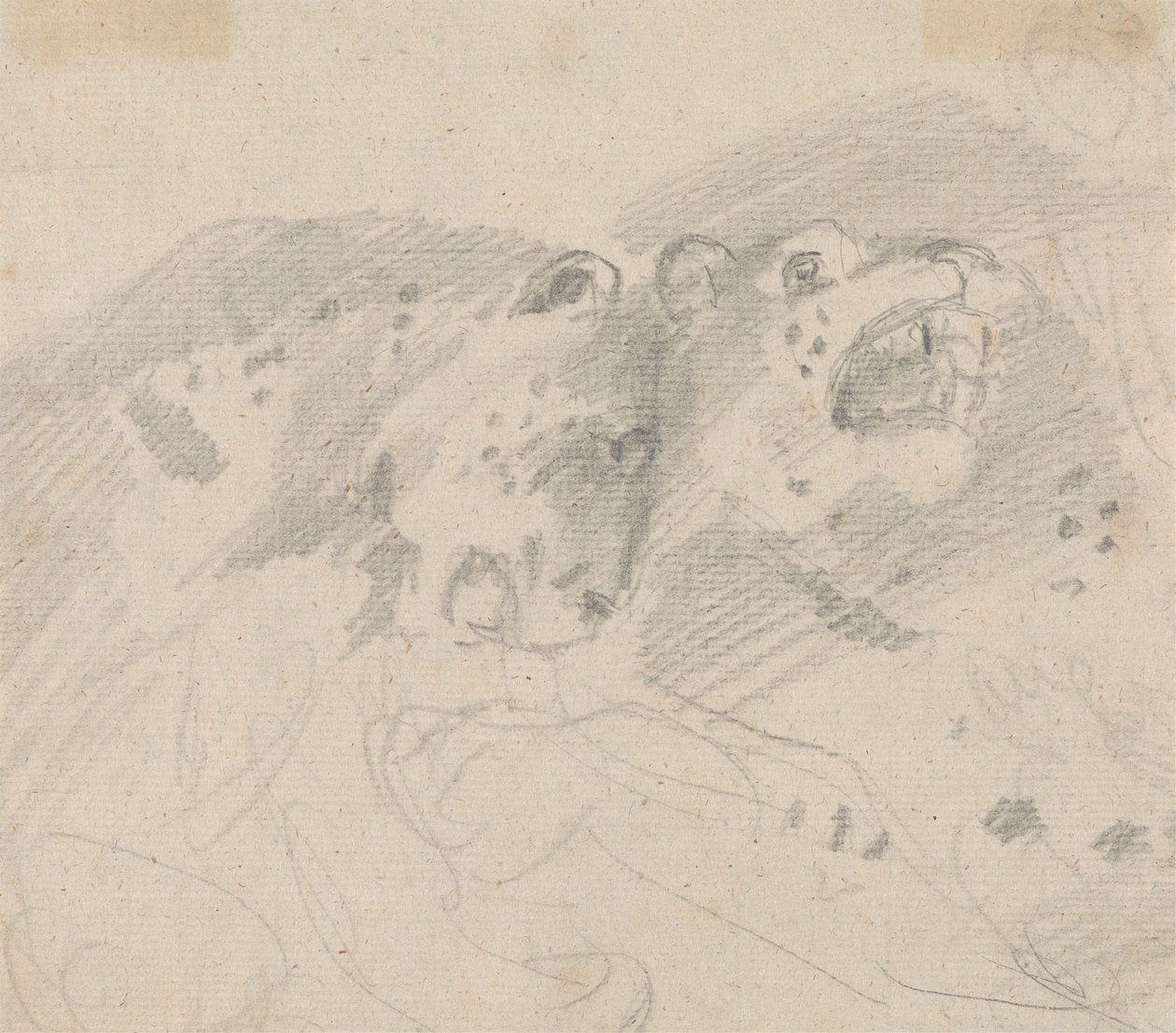 Dois Leopardos de Sawrey Gilpin