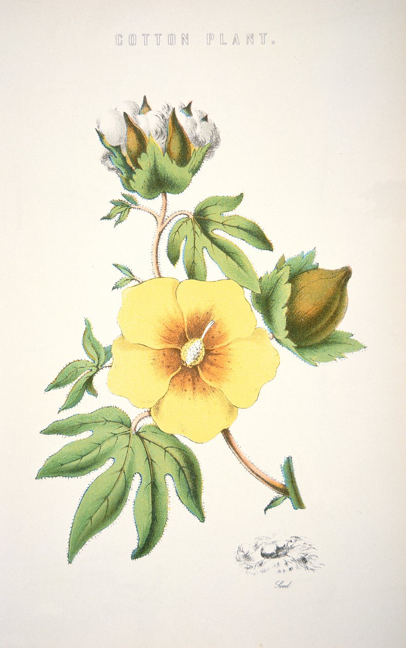 Uma planta de algodão (cor litho) de School American