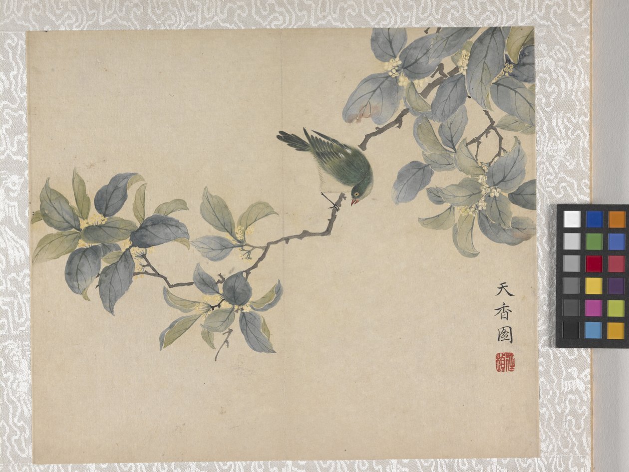 Álbum de 8 folhas de flores, meados de 1700 (tinta e cor sobre papel) de School Chinese