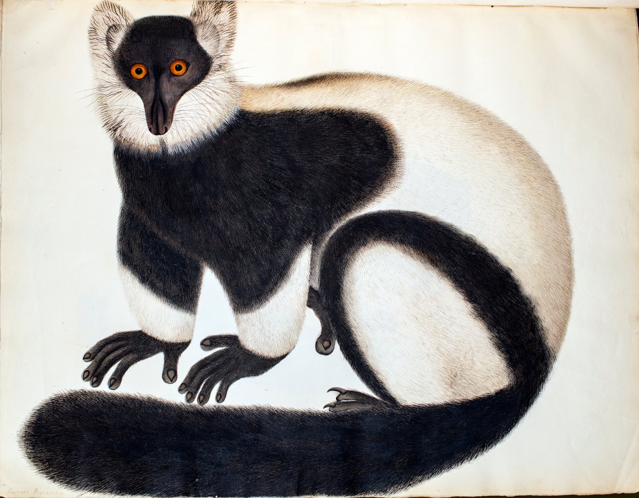 Lêmure preto e branco, da colecção "Animais da colecção Reeves", desenhos da China, c.1829-31 (aguarela, cor de corpo e lápis sobre papel) de School Chinese